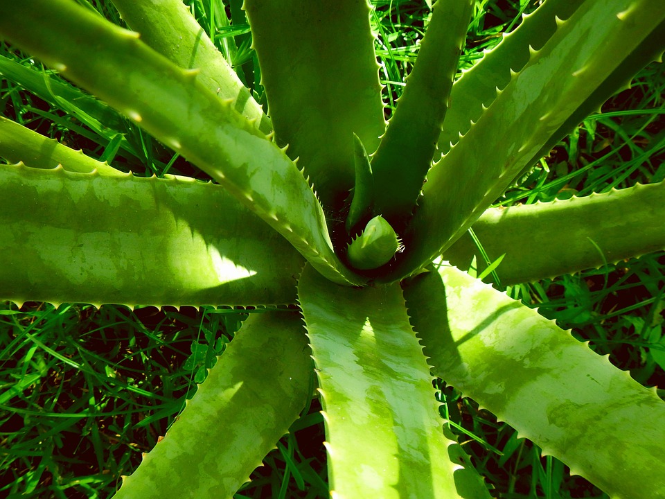 How is plant health certified globally?