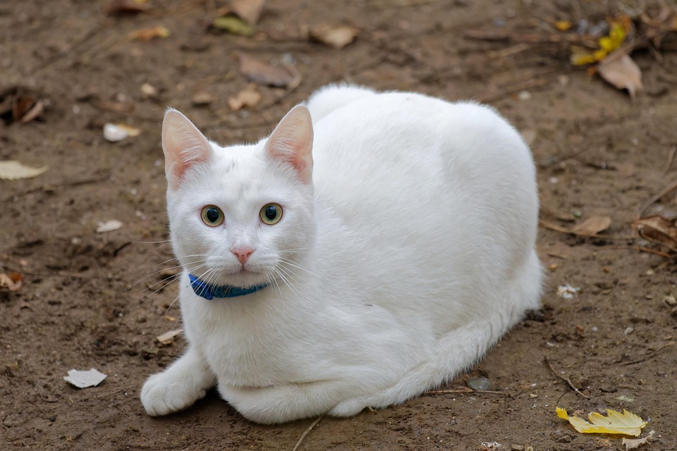 How is animal health certified globally?