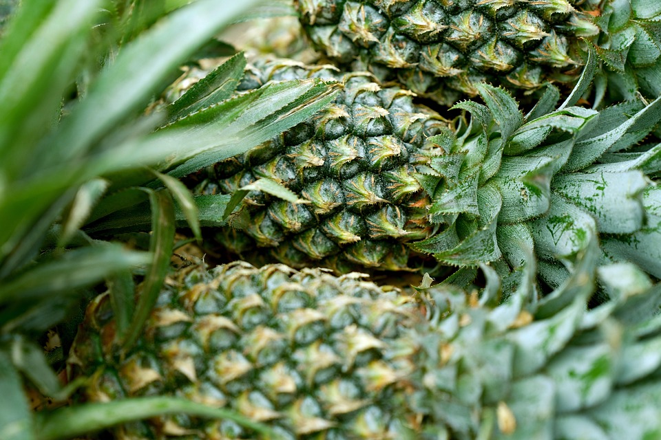How is organic agri export certified?
