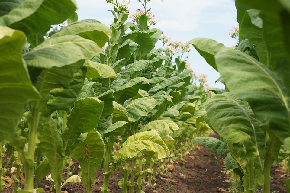 How are global agri subsidies regulated?