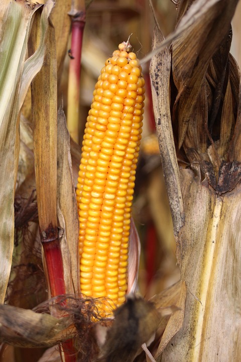 How are agri export rules managed globally?
