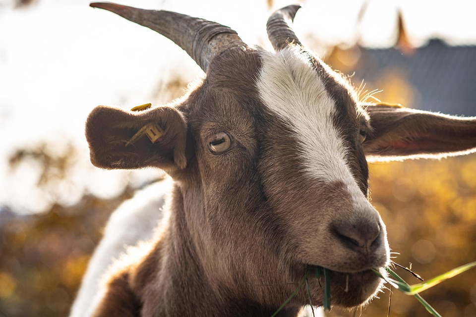 How do OIE rules affect livestock trade?