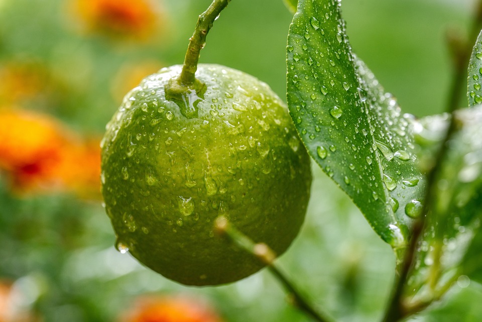 How is ISO 22000 certification done?