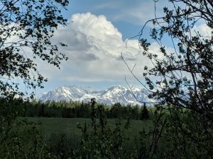 Taste the Wild: Freshly Roasted Alaska Artisan Coffee