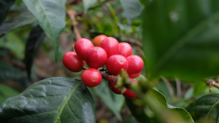 Artisan Roasted Specialty Coffee | 20grams Coffee Roastery