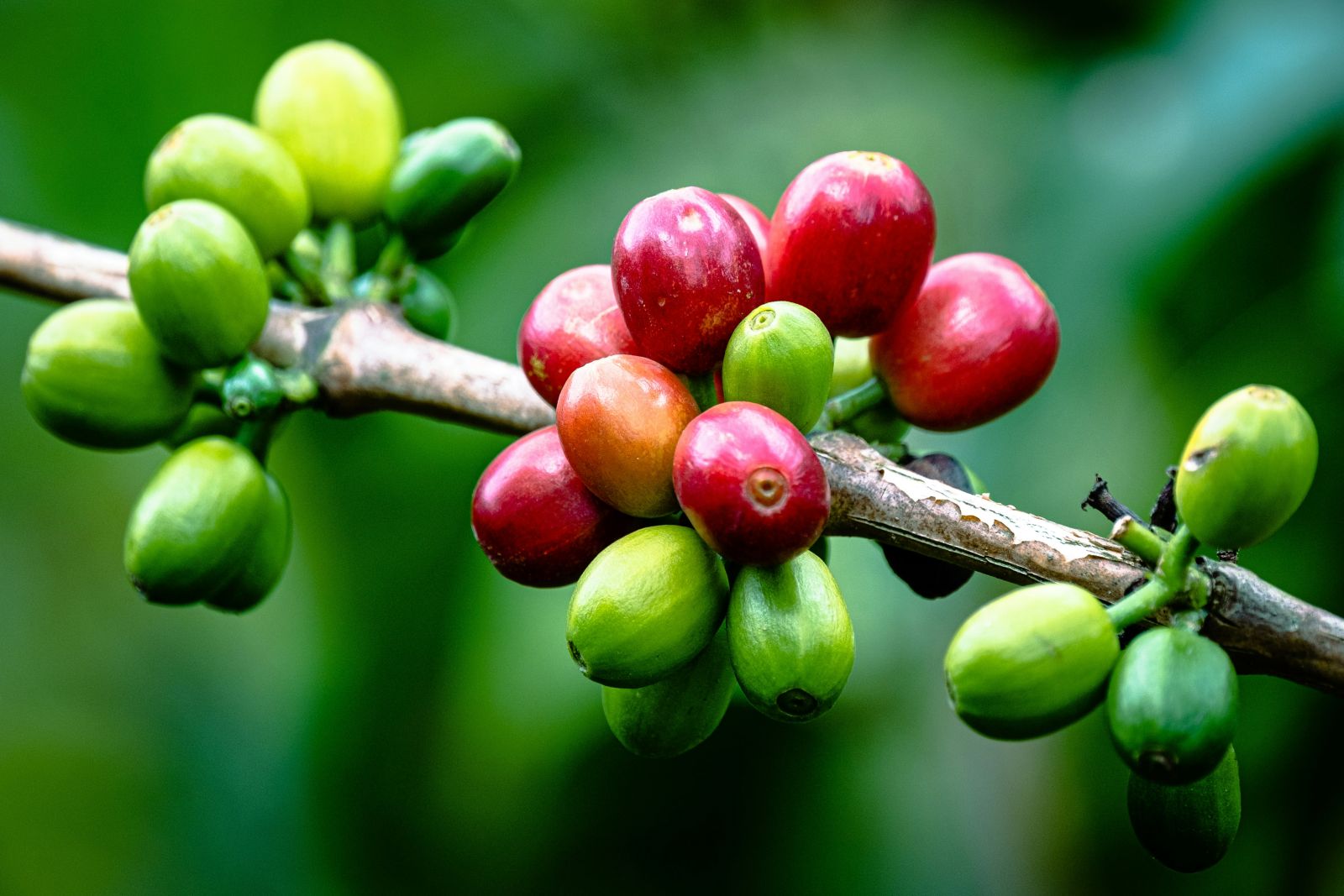 Coffee2520fruit2520on2520branch2520by2520Dimitry2520B2520via2520Unsplash