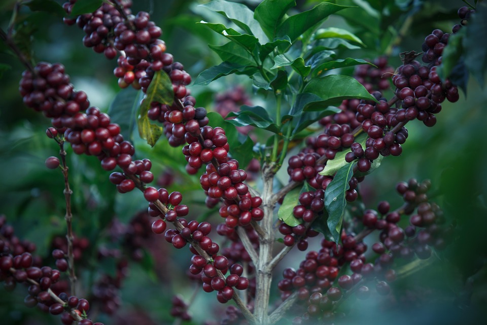 coffee