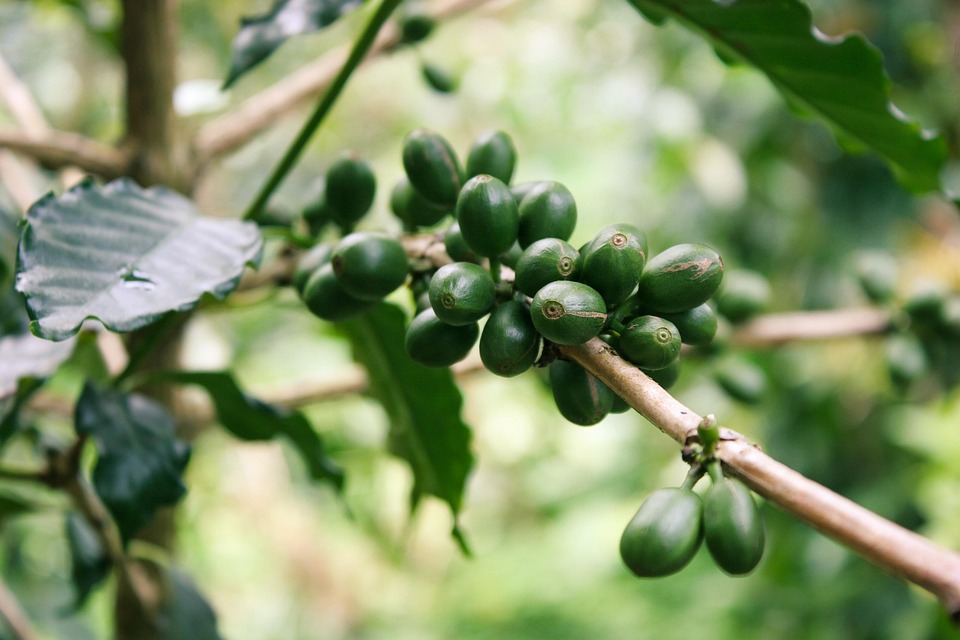 Navigating Coffee Export Customs: Essential Guidelines for International Traders 1 coffee